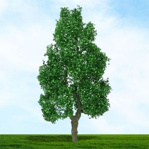 All Scale Scenics - 70425 Alder Tree - N Scale