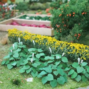 All Scale Scenics - 70039 Hostas